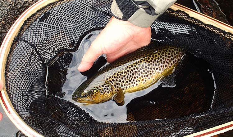 Trout Fishing Tips